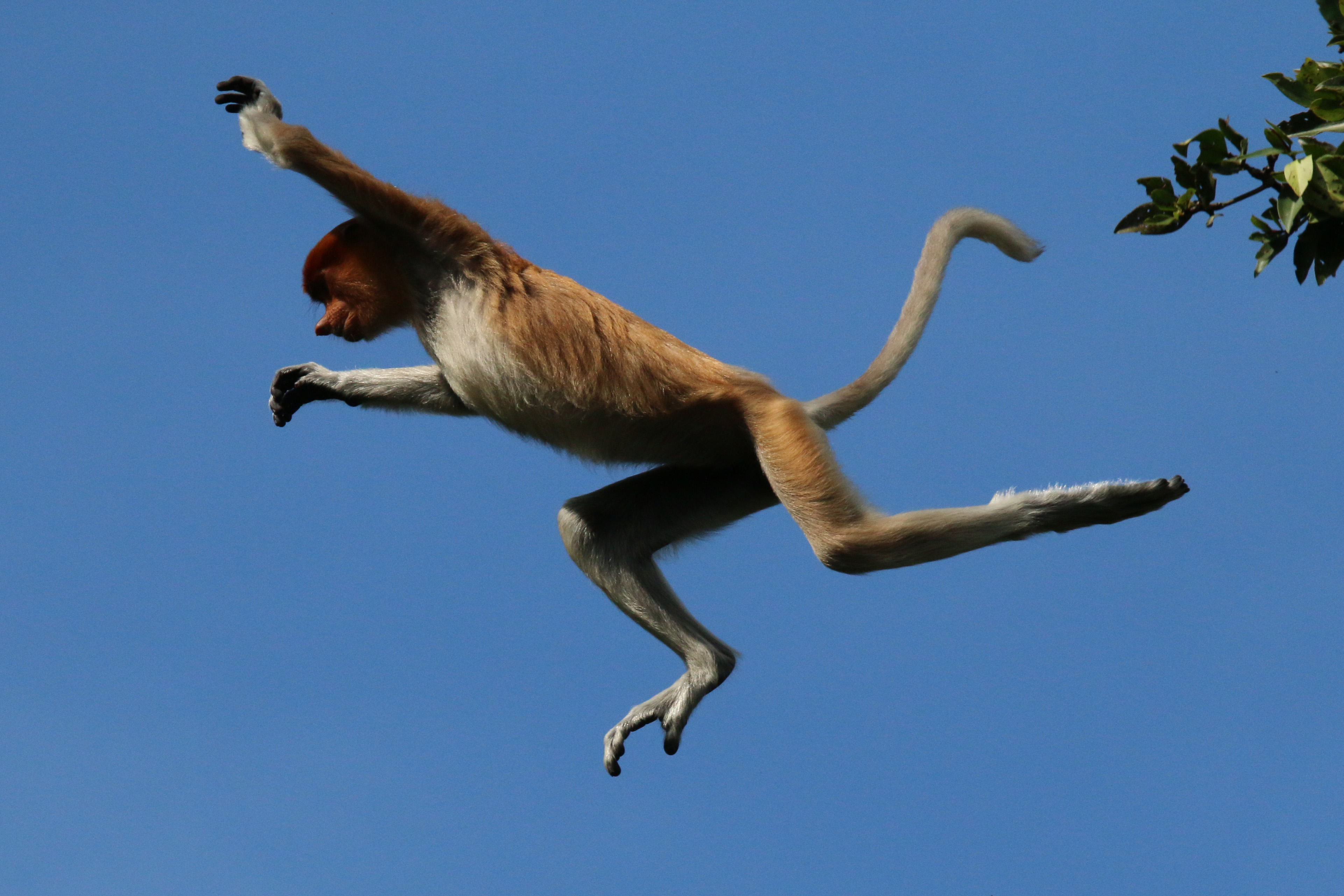 File:Proboscis monkey (Nasalis larvatus) jumping.jpg - Wikimedia Commons