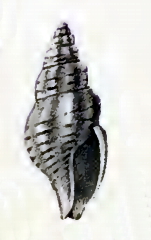 <i>Pseudorhaphitoma phaea</i> Species of gastropod