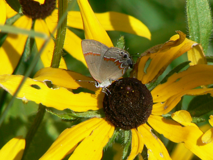 File:Red-banded hairstreak butterfly on coneflower (6175853559).jpg