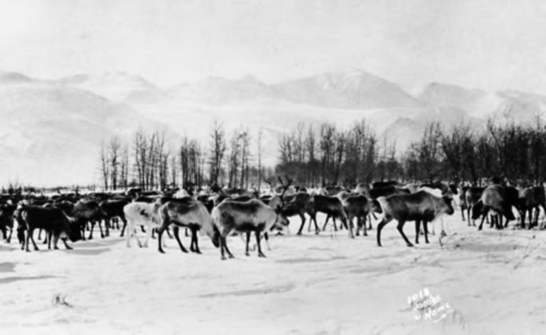 File:Reindeer herd, Nome, Alaska, between 1908 and 1918 (AL+CA 5822).jpg