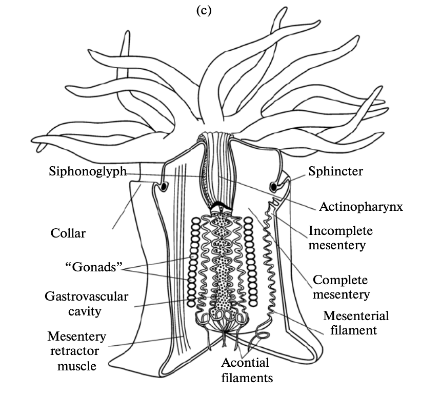 sea anemone anatomy