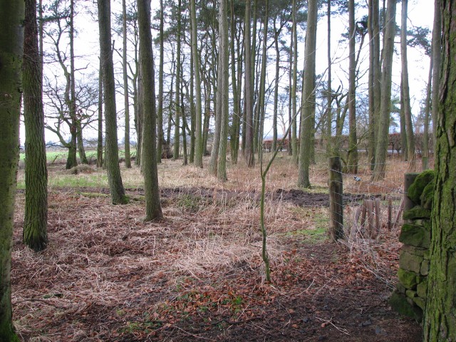 File:Small wood - geograph.org.uk - 125744.jpg