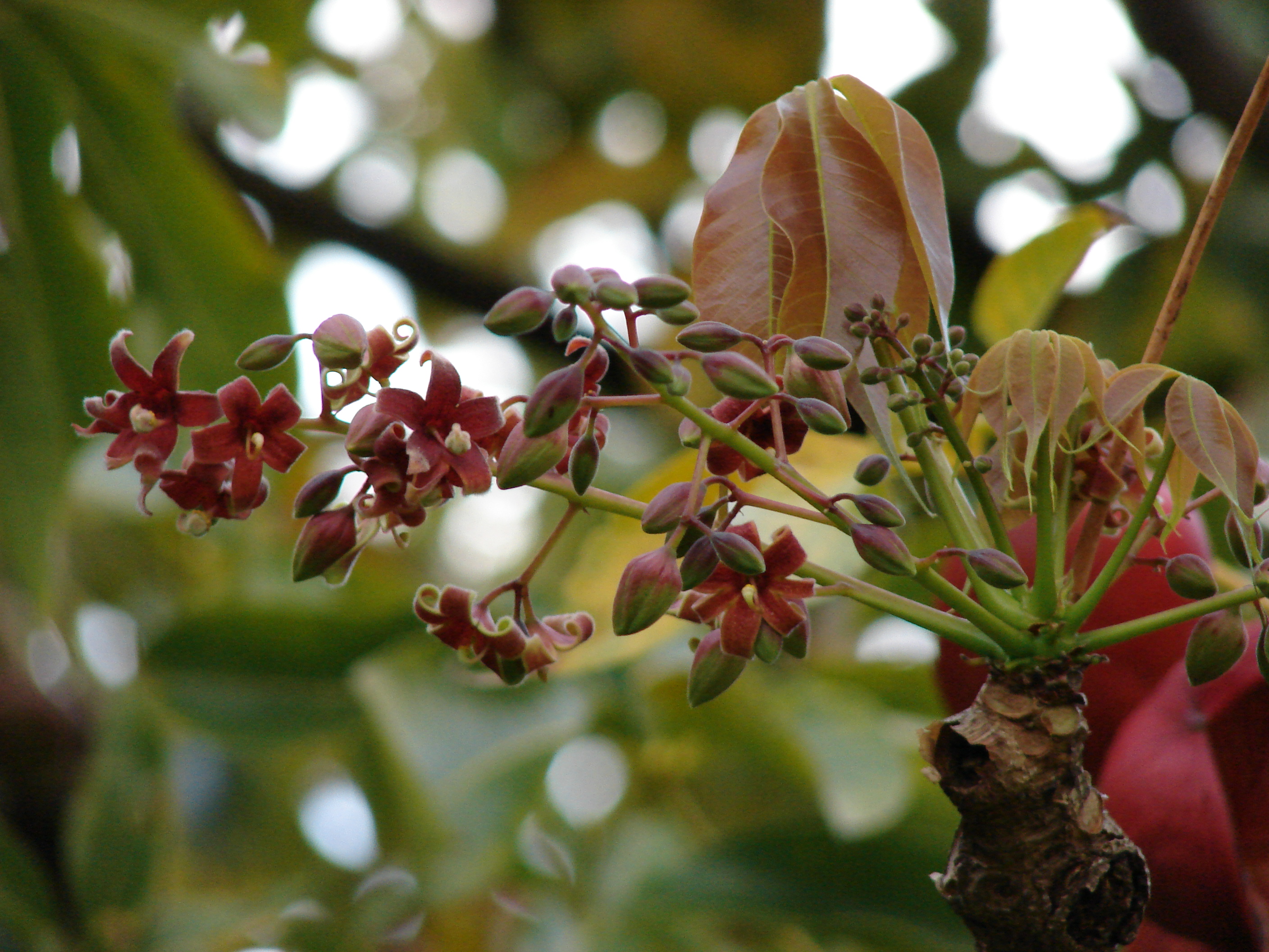 Цветок ала. Sterculia foetida. Sterculia foetida стеркулия пахучая. Sterculia rynchocarpa. Стеркулия алая.