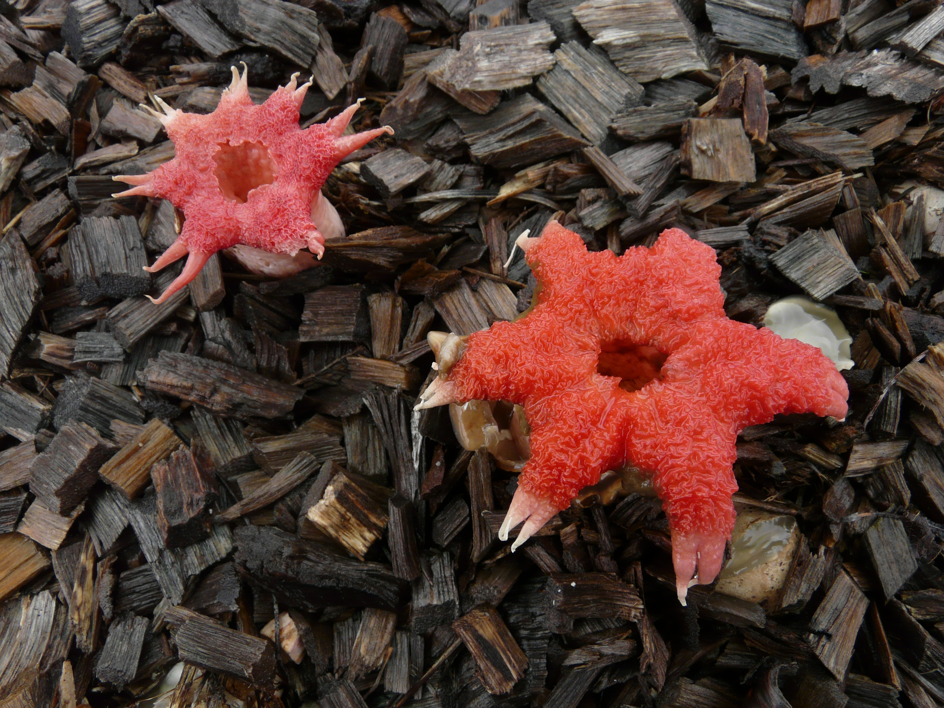 Морской гриб. Коралловый гриб / Clavulinopsis corallinorosacea. Асерое Рубра. Гриб морской анемон (морская звезда).