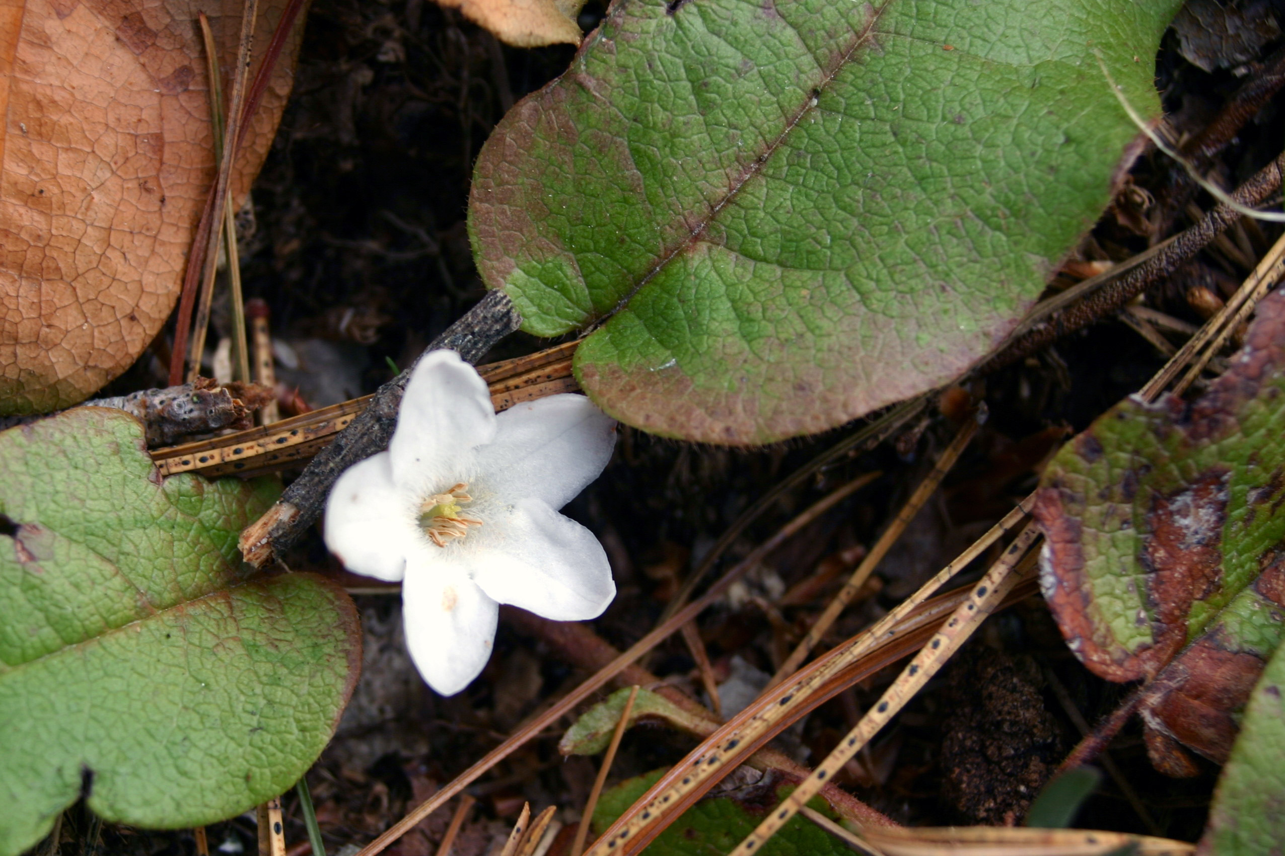 mayflower plant seeds