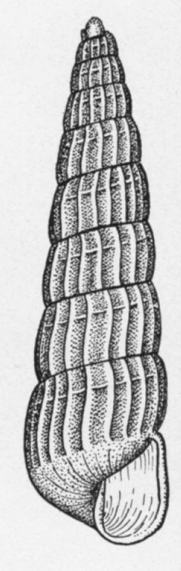 Turbonilla unilirata 001.png