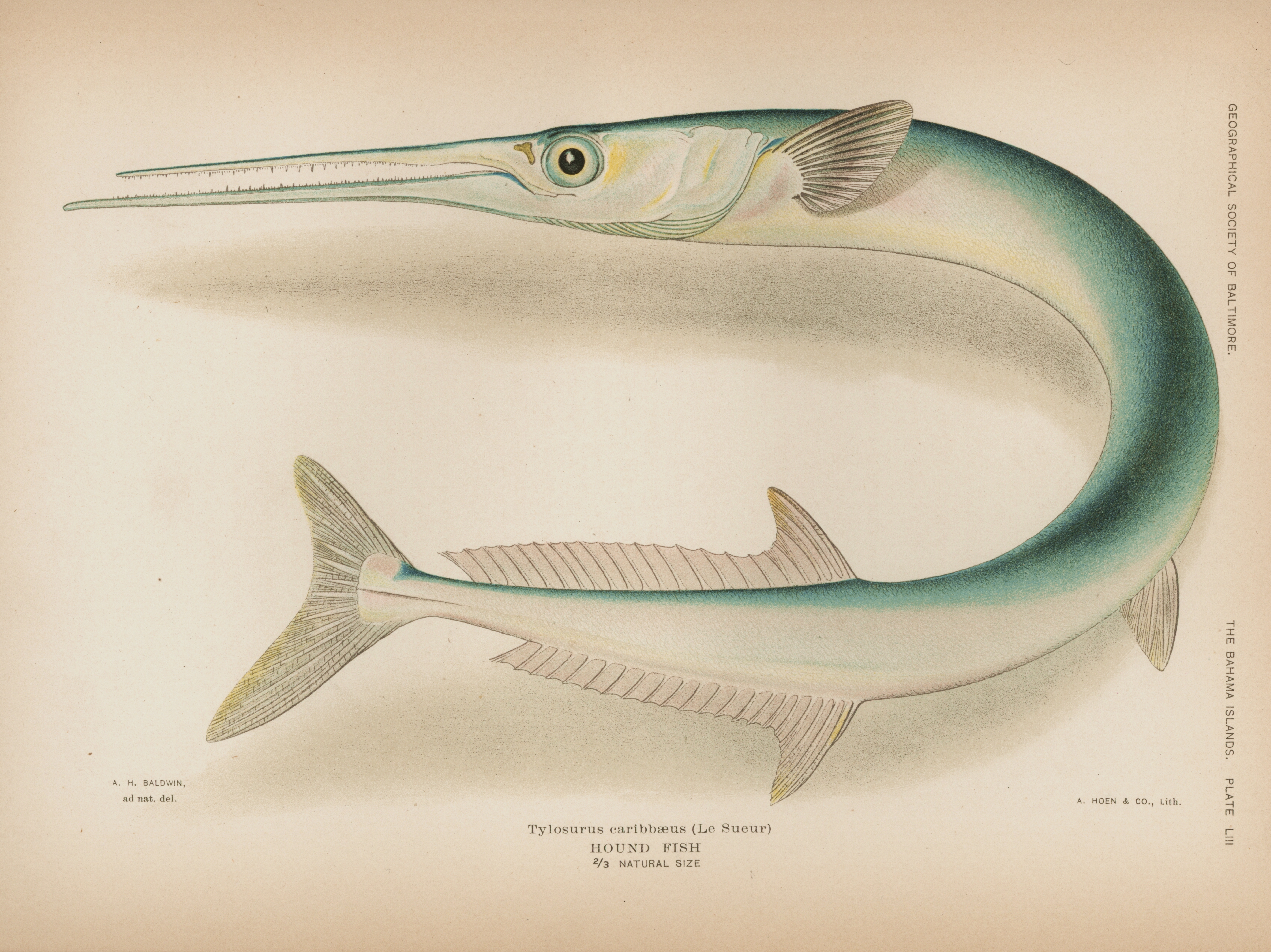 Houndfish - Wikipedia