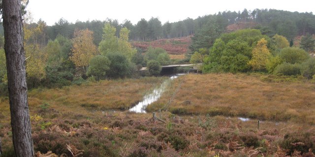 Wareham Forest walk - geograph.org.uk - 1550471