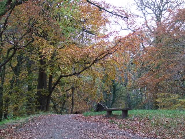 File:Wemyss Bay Community Woodland - geograph.org.uk - 1039818.jpg