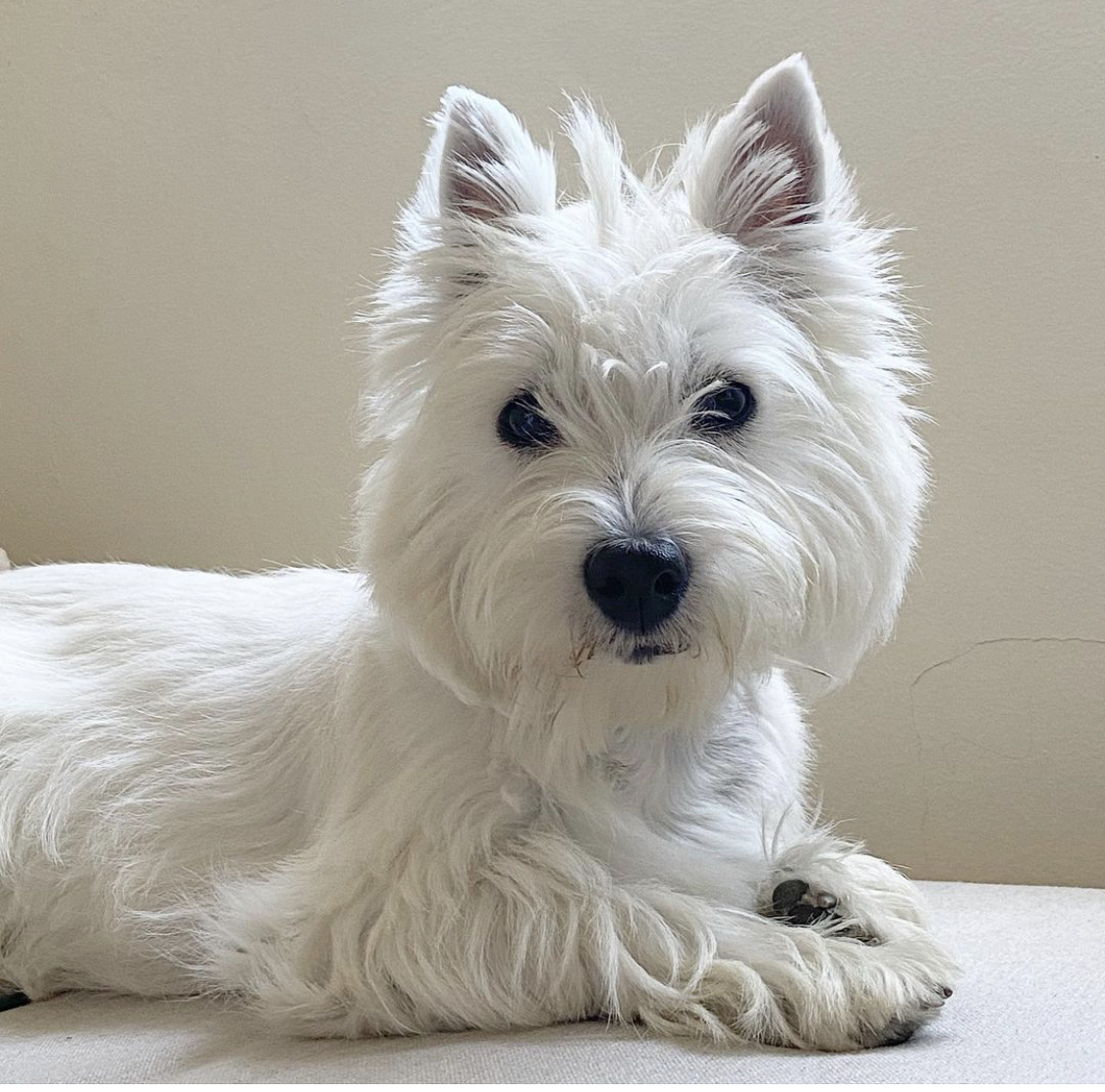 white west highland terrier