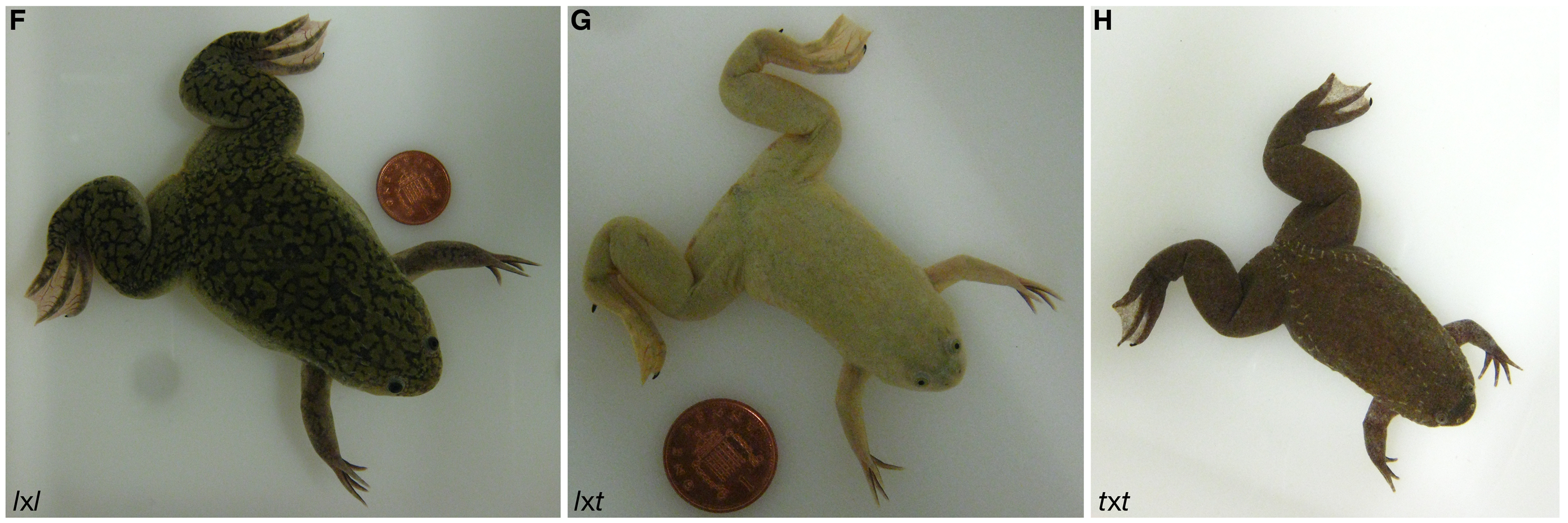 xenopus laevis life cycle