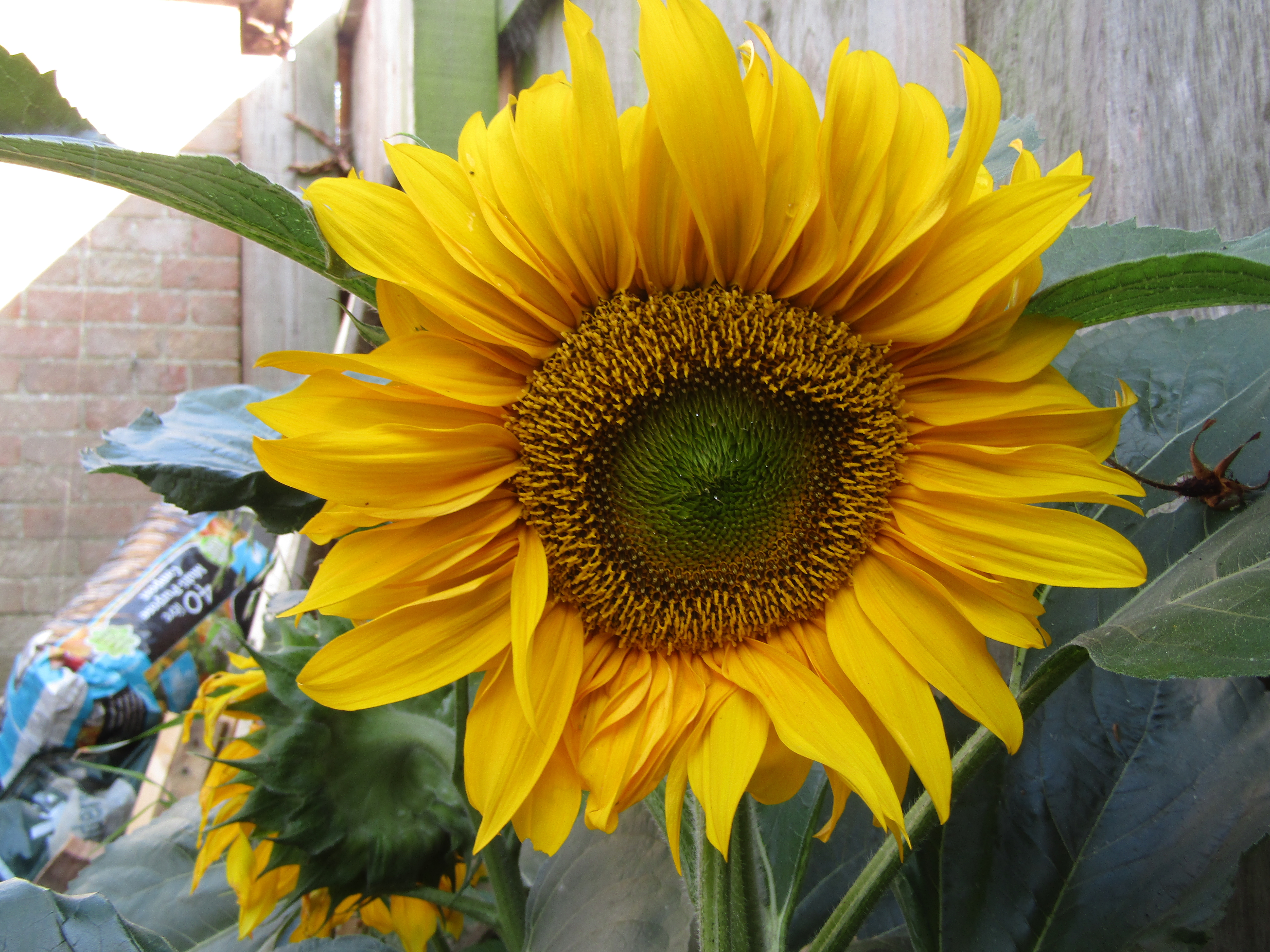 Helianthus annuus в косметике. Helianthus annuus. Helianthus Suncatcher Pure Gold. Helianthus annuus Hybrid Oil.