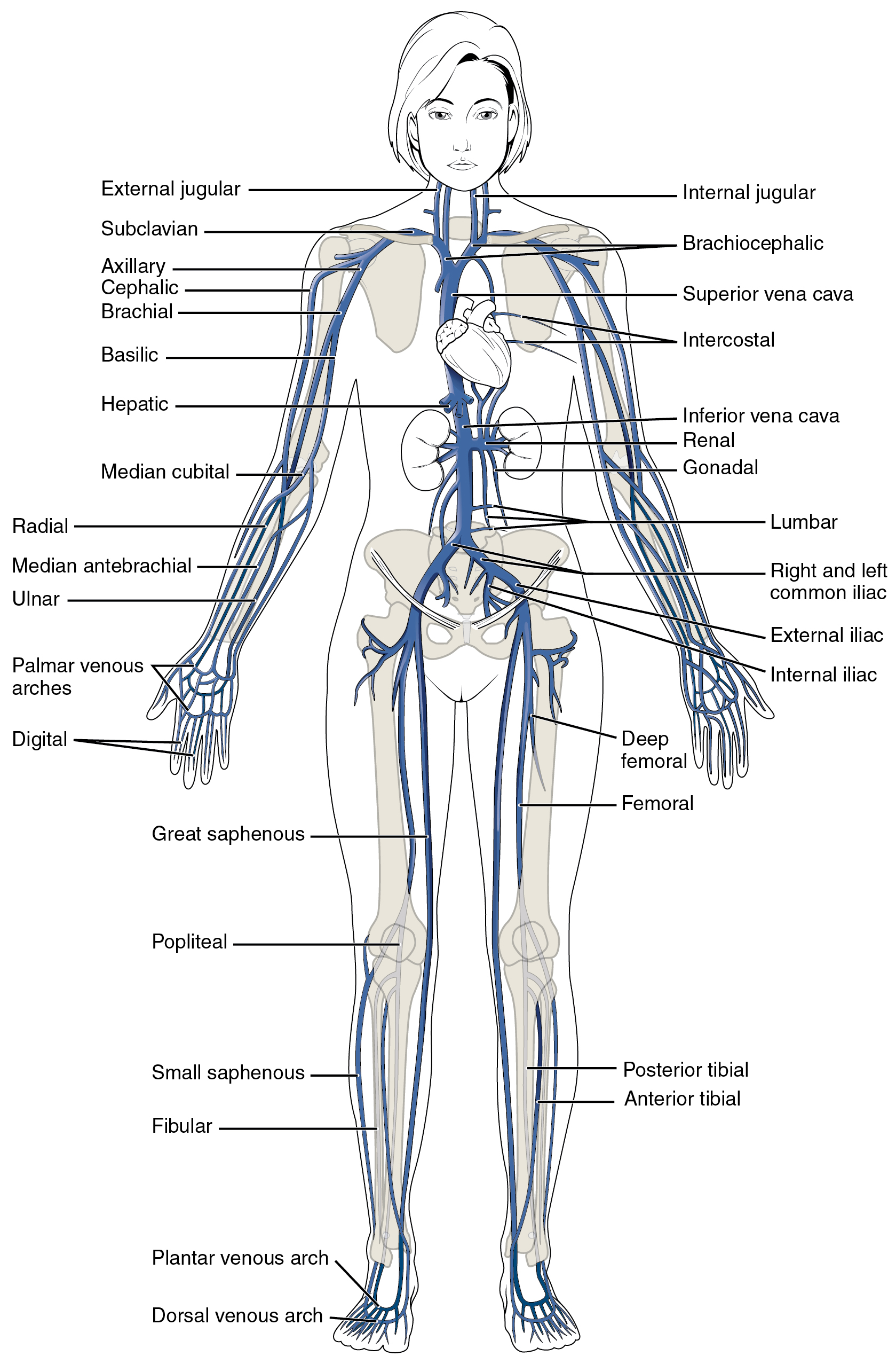 major systemic veins labeled