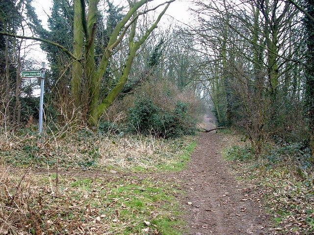 File:A tree-lined limestone footpath - geograph.org.uk - 116897.jpg