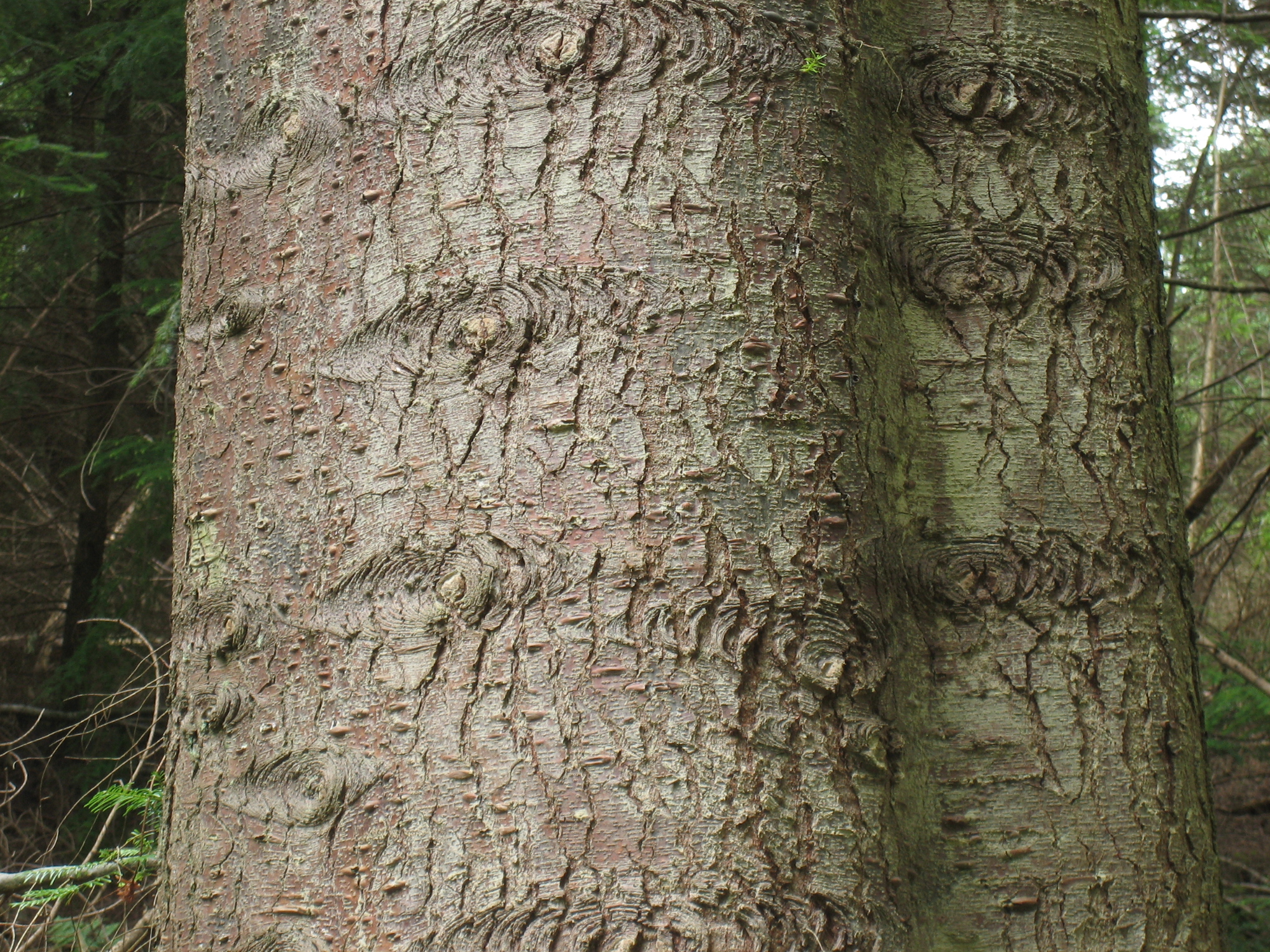 Abies_grandis_bark.jpg