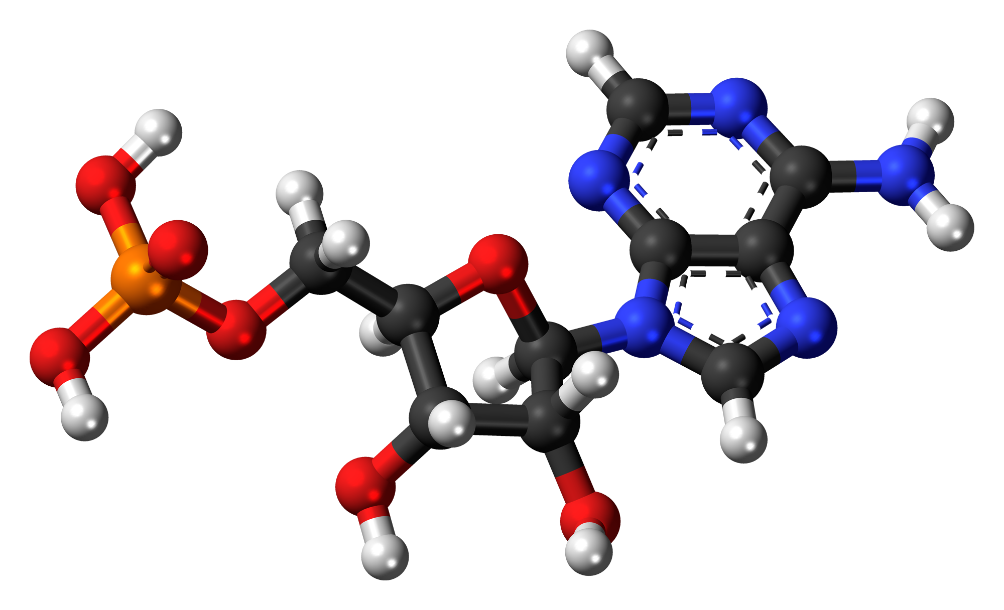 Adenosine monophosphate also contains some oxygen atoms (red) and a phosphorous atom (yellow). It is not alive.