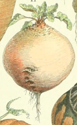 File:Adolphe Millot betterave globe.jpg