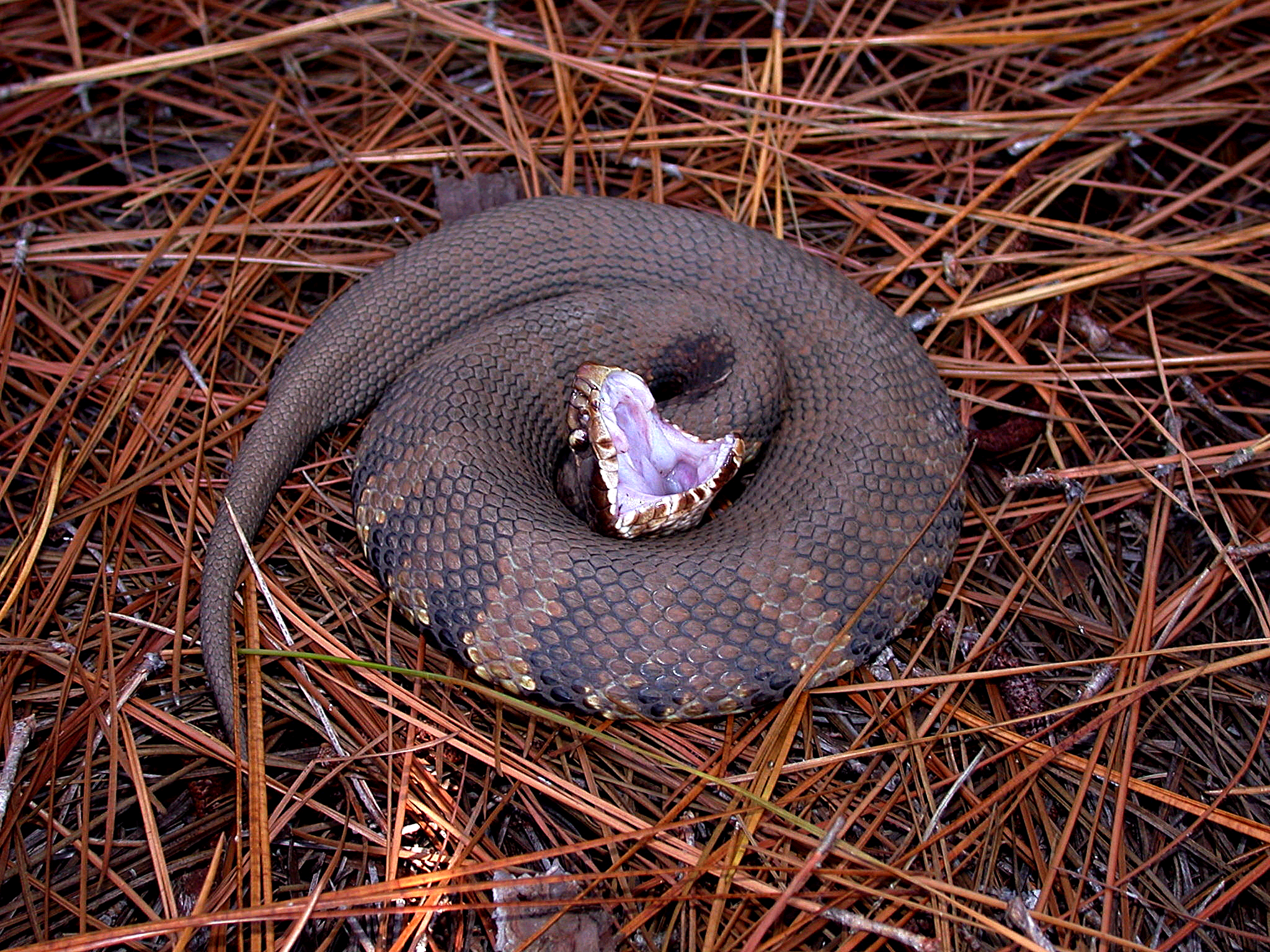 Adult cottonmouth threat display. Image from the Centers for Disease Control and Prevention's Public Health Image Library; in the Public Domain. 