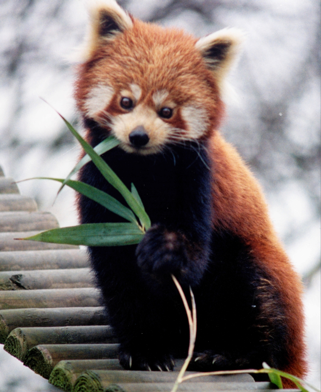 Linaje del oso panda: cuánto tiempo lleva en la tierra