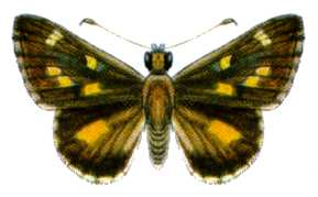 <i>Trapezites argenteoornatus</i> Species of butterfly