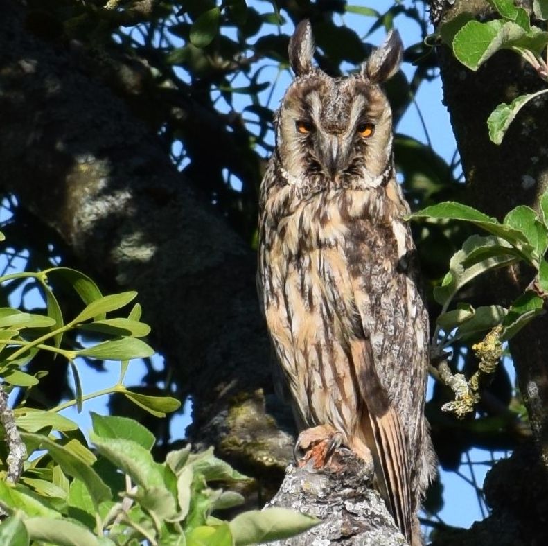 Hibou Moyen Duc Wikipedia