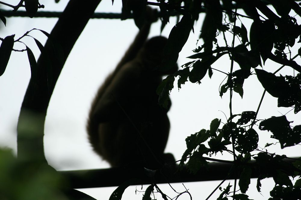 Macaco-aranha-de-Geoffroy (Ateles geoffroyi), Geoffroy's Spider Monkey