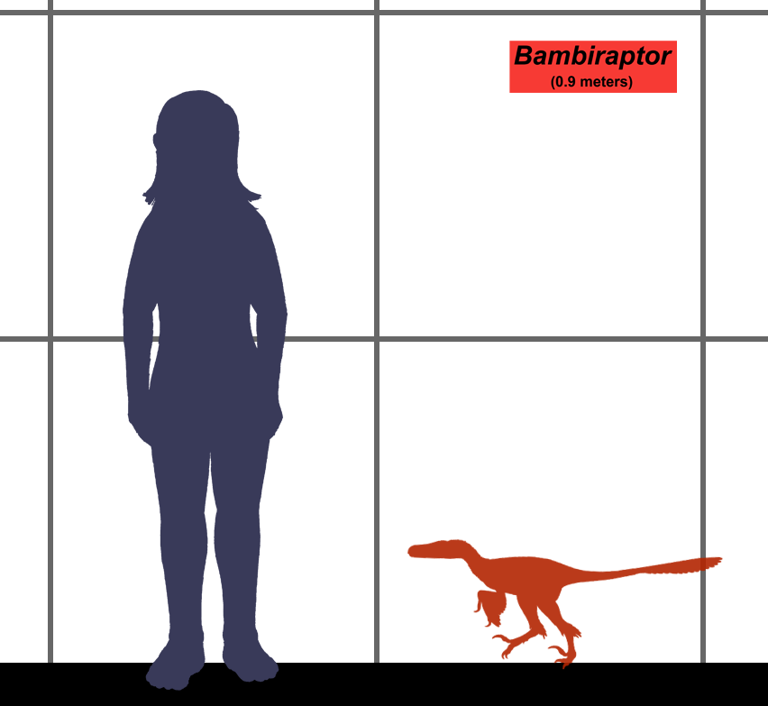 Bambiraptor SIZE.png