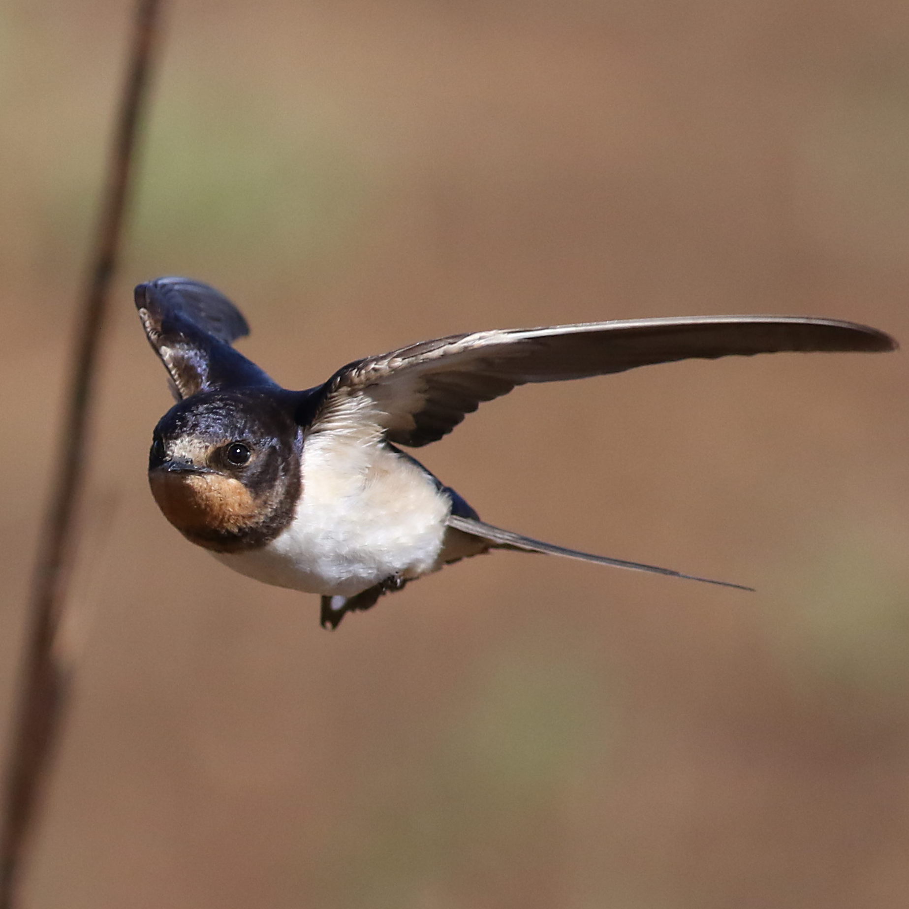 Barn swallow - Wikipedia