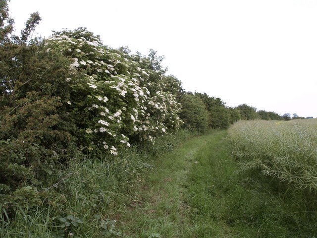 File:Bridleway to Lelley - geograph.org.uk - 470073.jpg