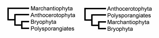 File:Bryo cladogram.jpg