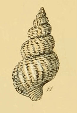 <i>Turrisipho</i> Genus of gastropods