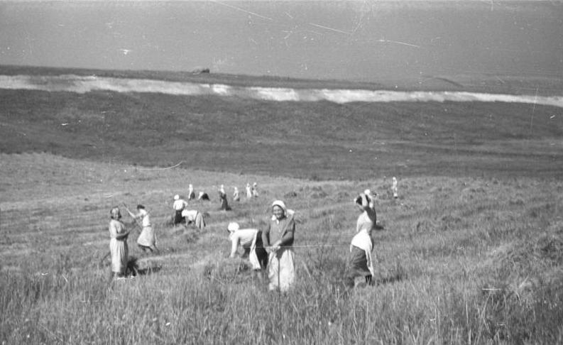 File:Bundesarchiv B 145 Bild-F016200-29, Russland, Bäuerinnen bei der Ernte.jpg