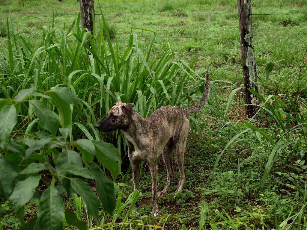 File:Cachorro Vira Lata Sultao.jpg - Wikimedia Commons