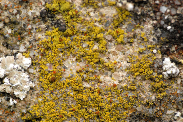 File:Candelariella.coralliza2.-.lindsey.jpg