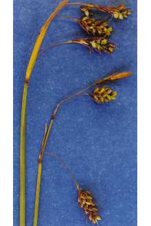 Carex paupercula.jpg