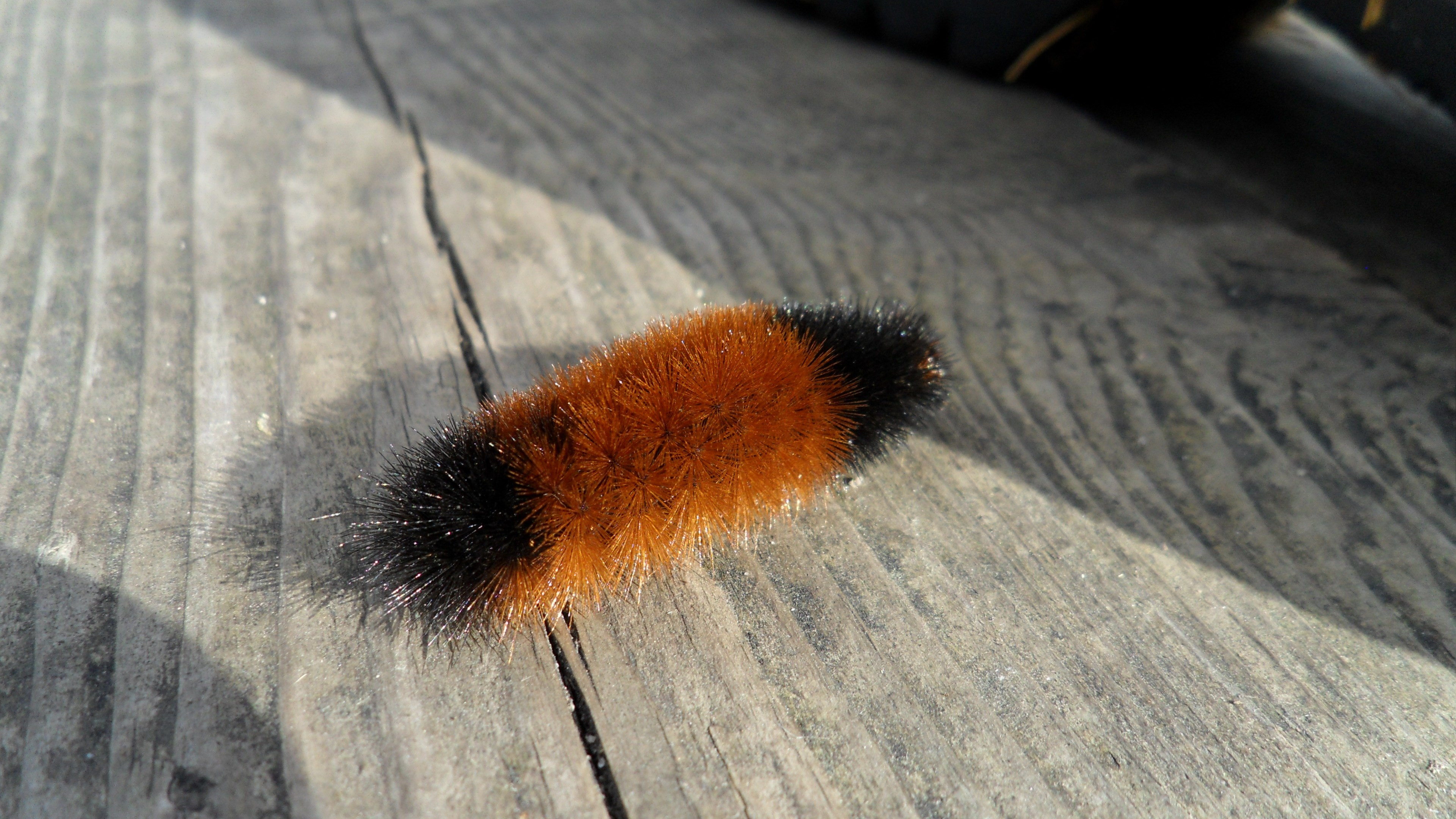 fuzzy worm