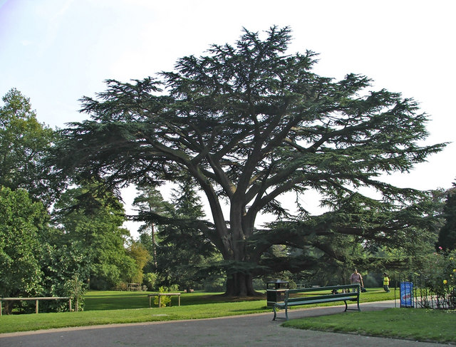 Cedar of Lebanon, Forty Hall, Enfield - geograph.org.uk - 708717