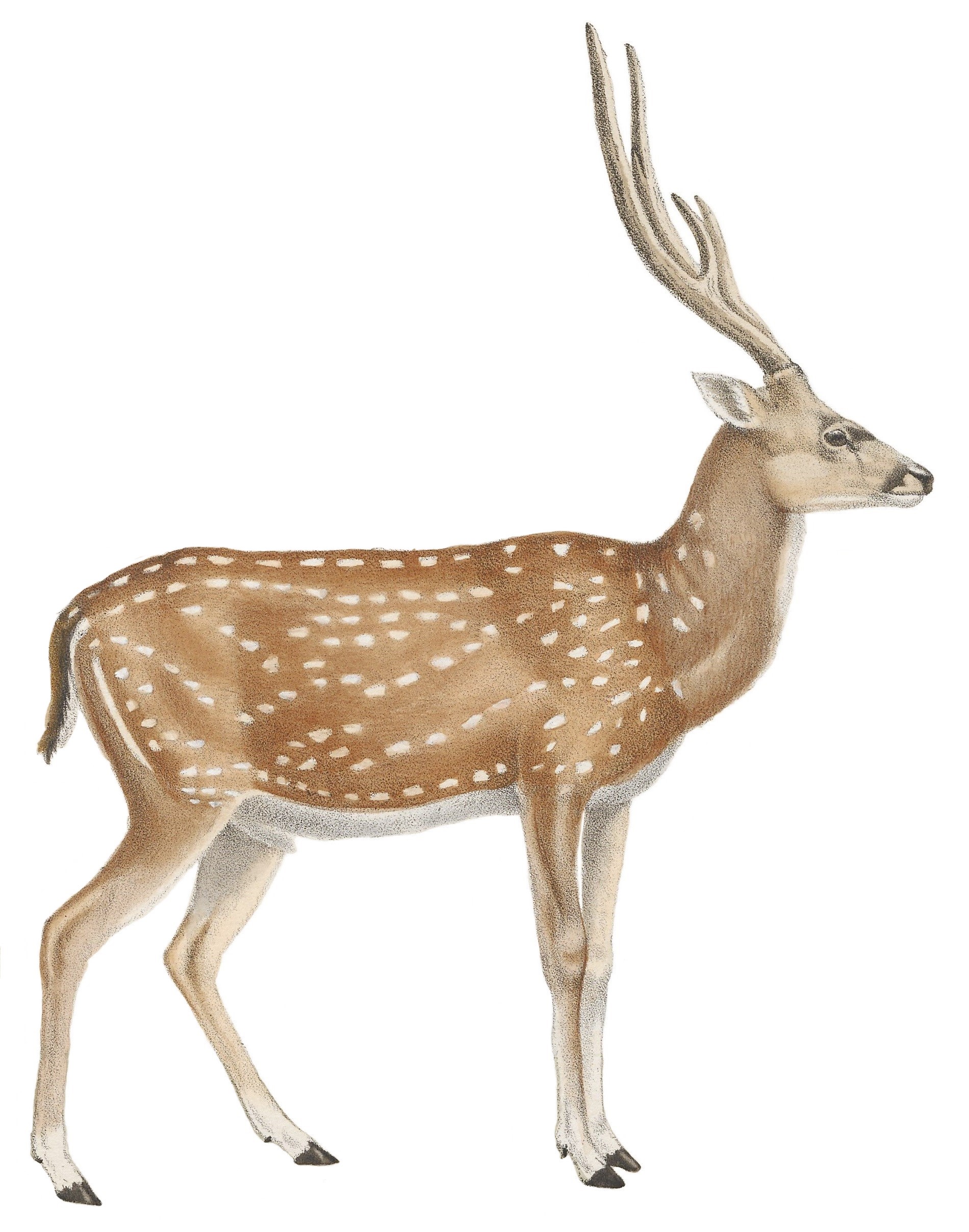 Cervus Nippon keramae. Indian Hog Deer. Deer 19. Олень 18