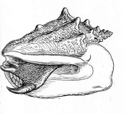 File:Conch 2 (PSF).png