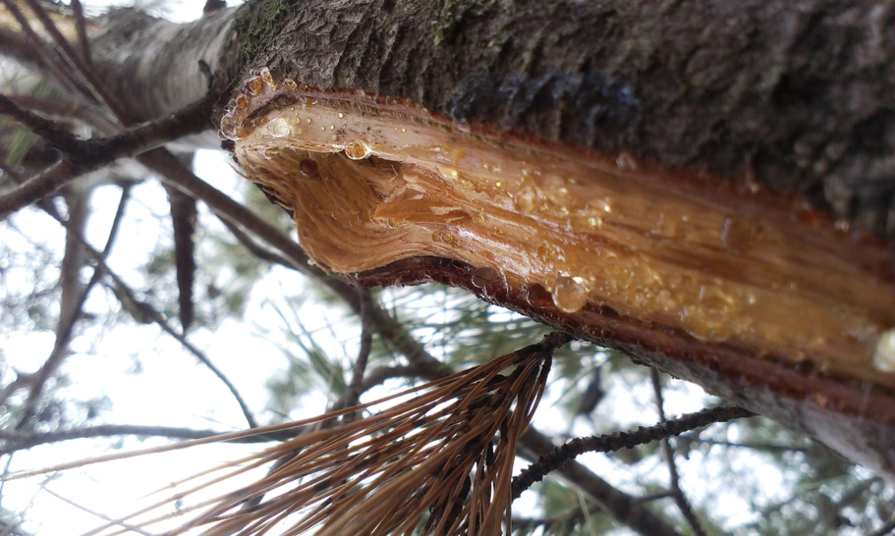 Crying tree