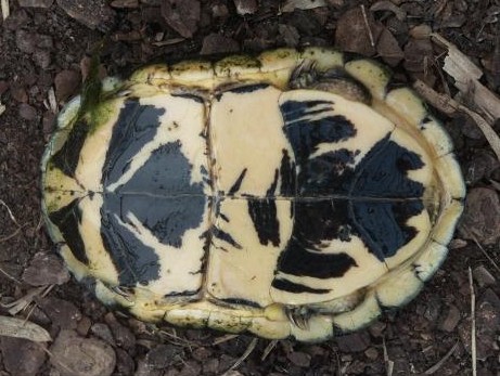 File:Plastron of a turtle shell.jpg - Wikimedia Commons