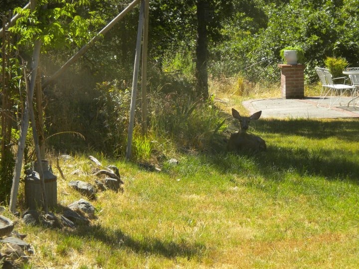 File:Deer in field Southern Oregon.jpg