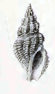 <i>Drillia recordata</i> Species of gastropod