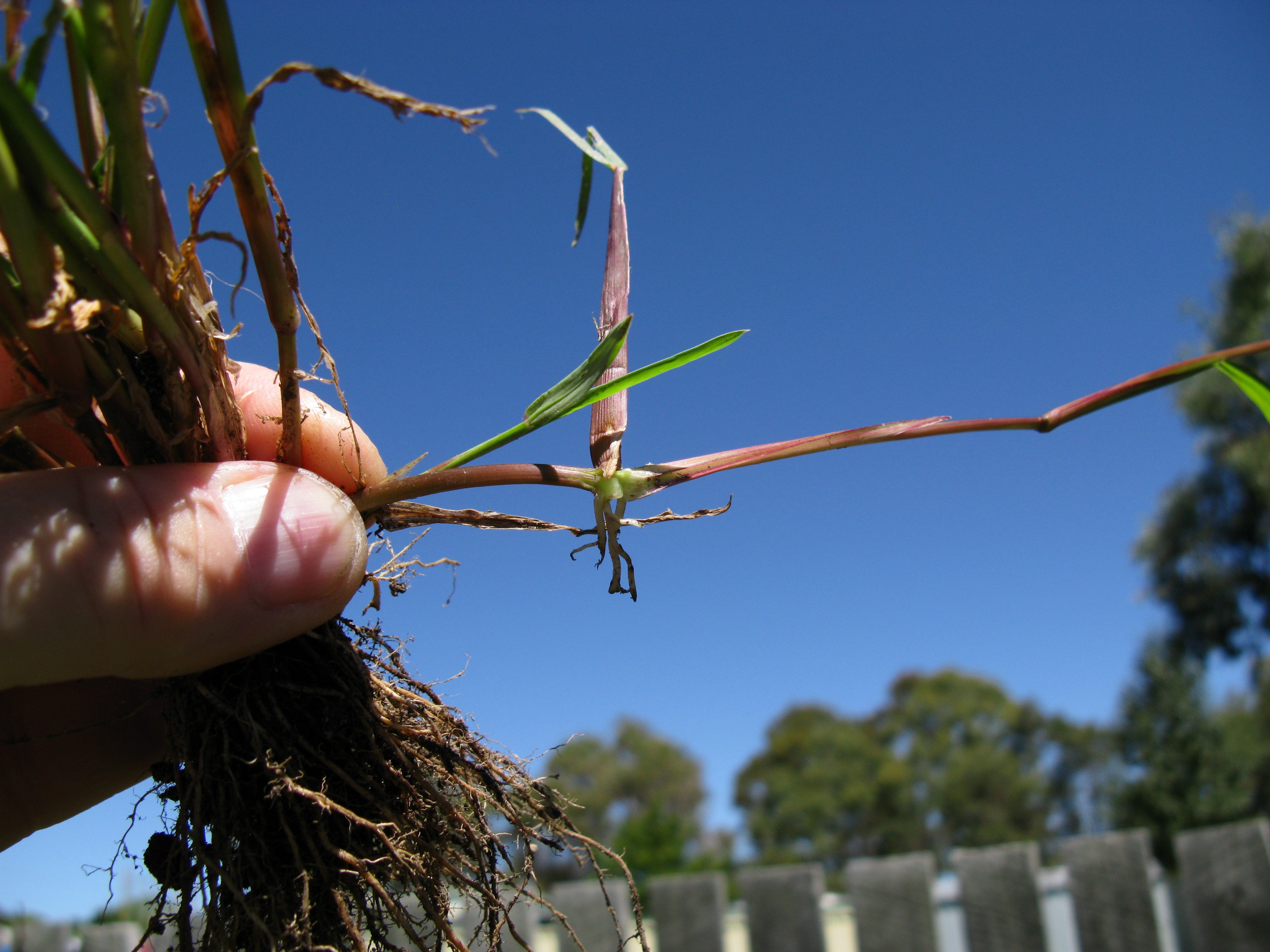 File Echinochloa Colona Adventitious Root Jpg Wikimedia Commons