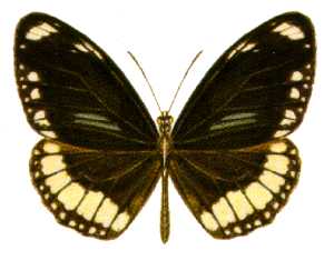 File:Euploea sylvester (ento-csiro-au).jpg