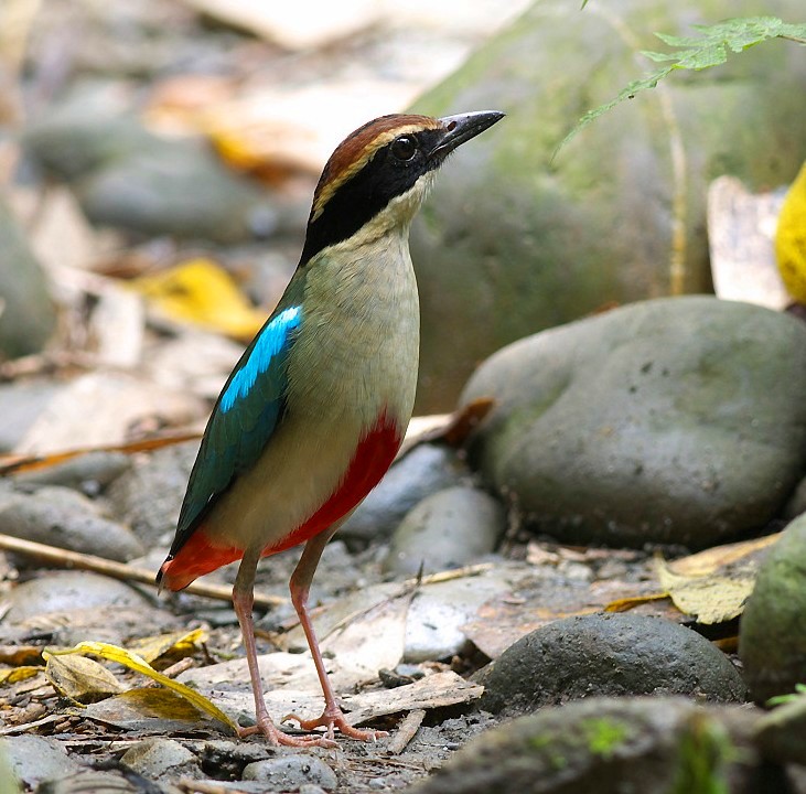 Fairy pitta - Wikipedia