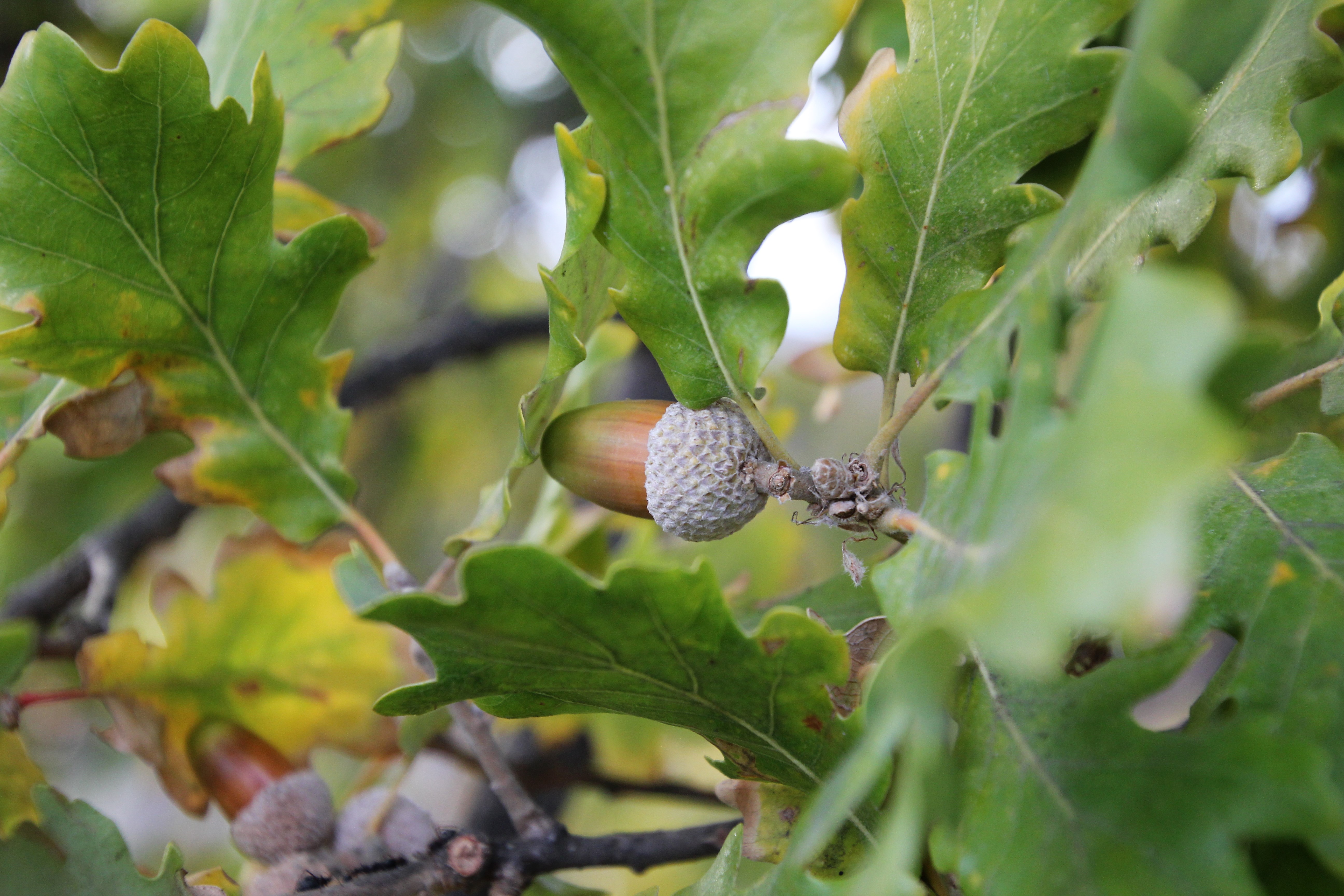 Дуб пушистый  (Quercus pubescens Willd