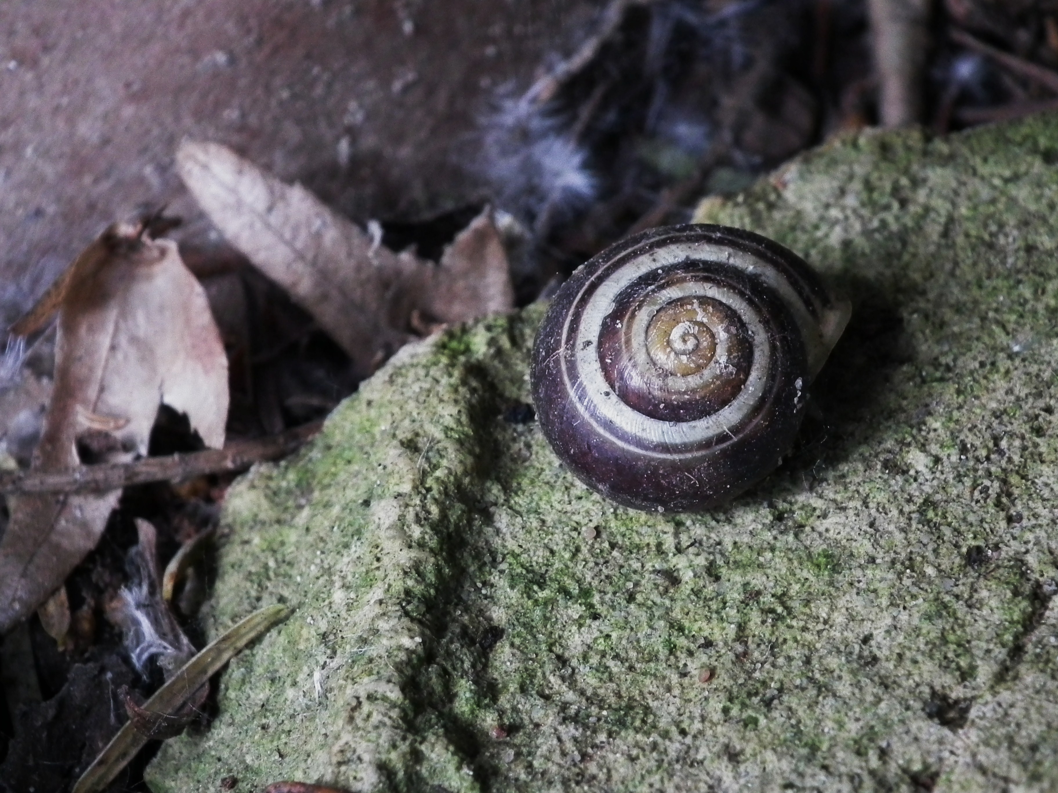 File Garten Banderschnecke Scheckenhaus Jpg Wikimedia Commons