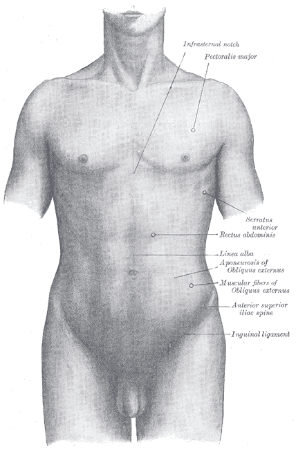 The points, angles on the torso front silhouette used for waist type