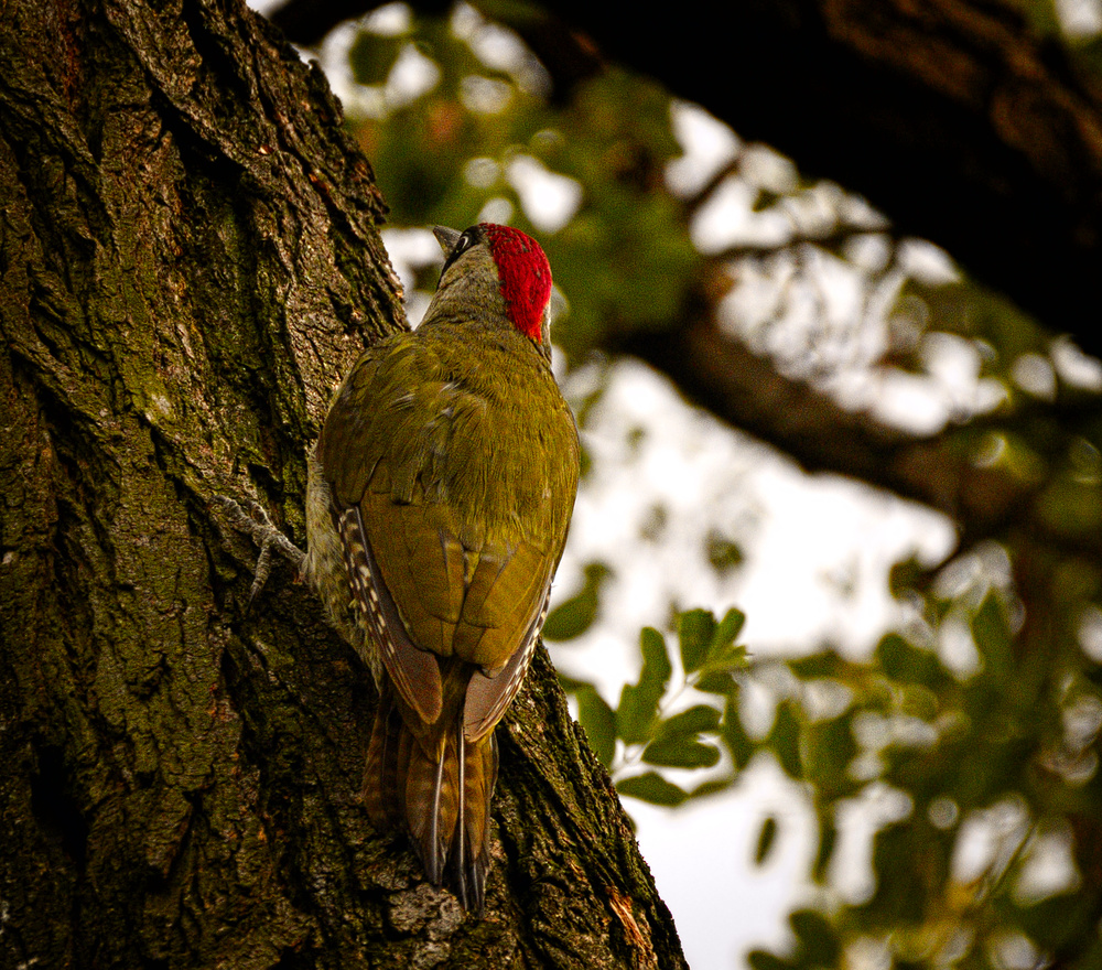 Green woodpecker (20709091710).jpg